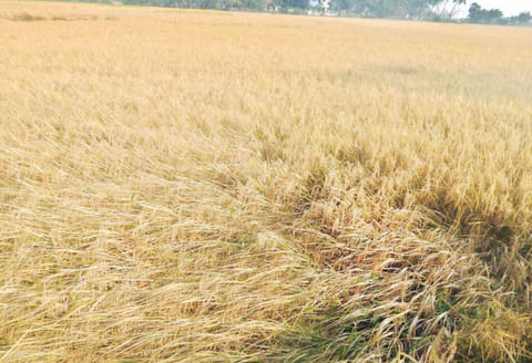 சீர்காழி பகுதியில் எந்திரங்கள் பற்றாக்குறையால் அறுவடை பணி தேக்கம் விவசாயிகள் கவலை