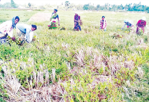 திருமருகல் ஒன்றியத்தில் எலி தொல்லையால் 13 ஆயிரம் எக்டேர் உளுந்து, பயறு சேதம் விவசாயிகள் கவலை