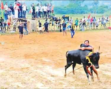 தடையை மீறி ஜல்லிக்கட்டு நாம்தமிழர் கட்சியினர் உள்பட 28 பேர் கைது
