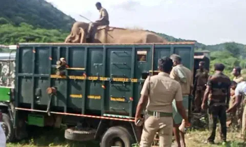 கும்கி யானைகள் டாப்சிலிப்புக்கு திருப்பி அனுப்பப்பட்டது