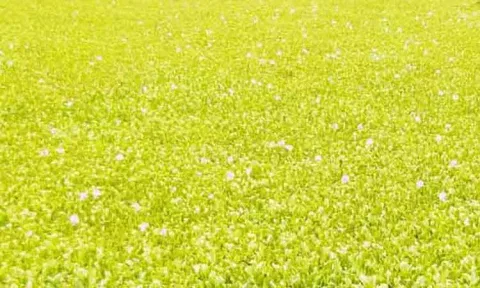 குளங்களில் மண்டிக்கிடக்கும் ஆகாயத்தாமரை அகற்றப்படுமா?