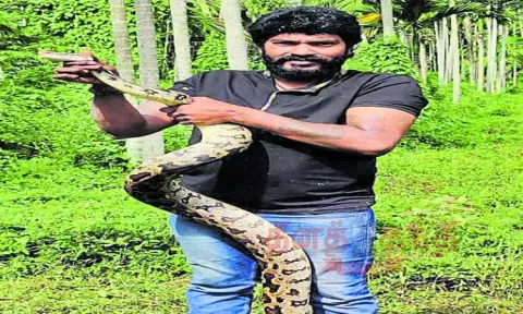 புதரில் பதுங்கிய 7½ அடி நீள மலைப்பாம்பு