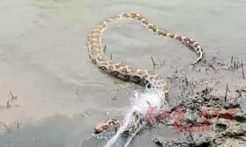 ஏரியில் மீன்பிடிக்க கட்டிய வலையில் சிக்கிய மலைப்பாம்பு