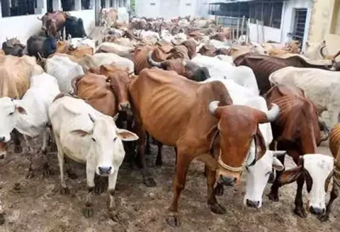 பசுமாடுகளுக்கு தோல் நோய் எதிரொலி: சிக்கமகளூருவில், மாட்டு சந்தைகளுக்கு டிசம்பர் 15-ந்தேதி வரை தடை