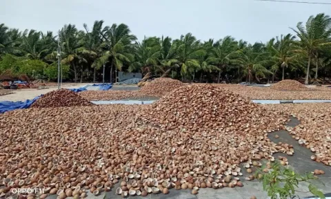 கொப்பரை தேங்காய் விலை தொடர்ந்து உயருமா?