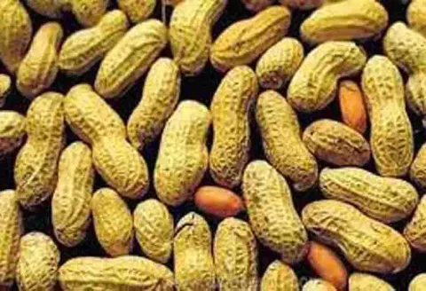 நிலக்கடலை விலை உயர்வு