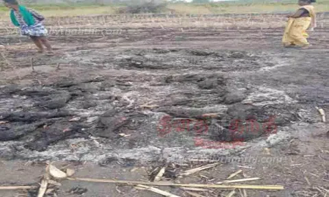 கொட்டகையில் அடைத்த 28 ஆடுகள் சாவு