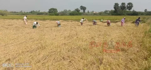 100 வகையான பாரம்பரிய நெல் அறுவடை