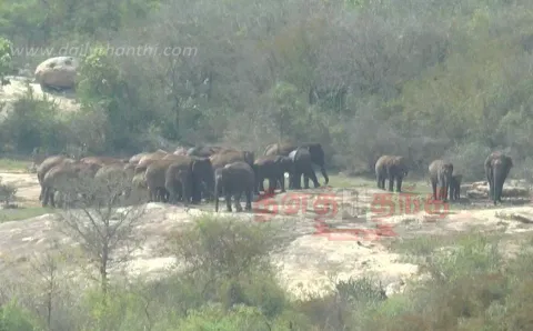 சானமாவு வனப்பகுதியில் 80 யானைகள் முகாம்