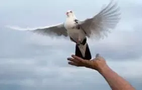 புறா பந்தயம்