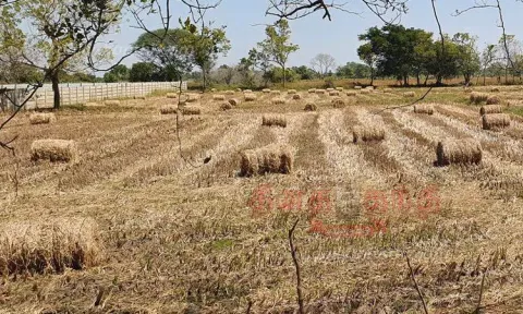 நெல் அறுவடைக்கு பின் வைக்கோல் கட்டும் பணி தீவிரம்