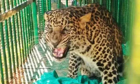 பெங்களூரு அருகே சிறுத்தை, இரும்பு கூண்டில் சிக்கியது