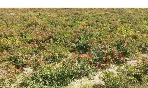 பூத்துக்குலுங்கும் ரோஜா பூக்கள்