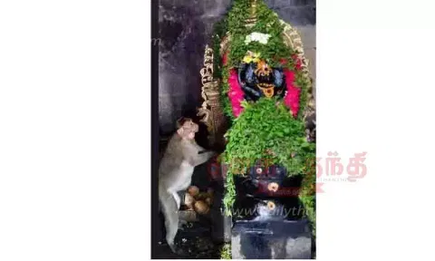 ஆஞ்சநேயரை அசையாமல் பார்த்து நின்ற குரங்கு