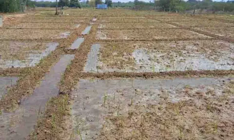 குறைவான மழையை பயன்படுத்தி சோளம் சாகுபடி