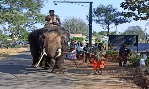 தாளவாடியில் தொடரும் அட்டகாசம்:'கருப்பன்' யானையை பிடிக்க மீண்டும் அழைத்து வரப்பட்ட கும்கி யானைகள்