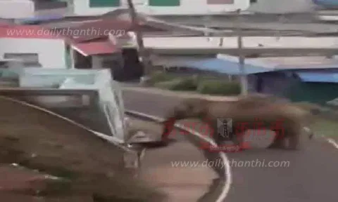 பந்தலூர் அருகே குடியிருப்புகளை காட்டு யானை முற்றுகை-வாகன ஓட்டிகளை விரட்டியதால் பரபரப்பு