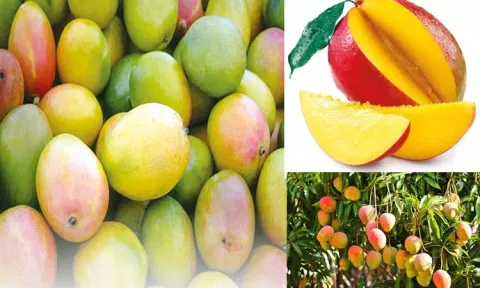 தித்திக்கும் சேலத்து மாம்பழம்