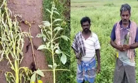 திருவாரூரில் 5,000 ஏக்கர் எள் சாகுபடி பாதிப்பு - விவசாயிகள் கவலை
