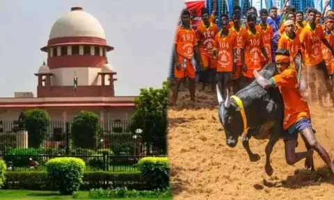ஜல்லிக்கட்டு நடத்த தடை இல்லை - சுப்ரீம் கோர்ட்டு அதிரடி தீர்ப்பு