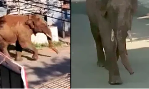 ஊருக்குள் புகுந்த அரிக்கொம்பன் காட்டு யானை - பொதுமக்கள் அச்சம்..!