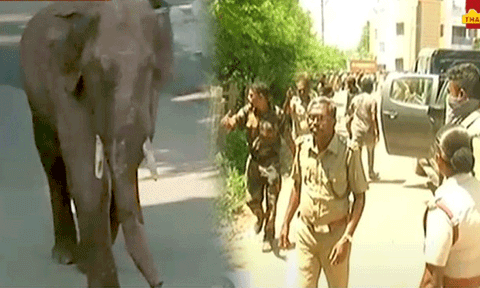 அரிக்கொம்பன் யானையை பயிற்சி பெற்ற பழங்குடியினர்கள் மூலம் பிடிக்க நடவடிக்கை