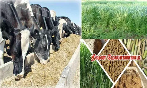 பால் தரும் பசுக்களுக்கு சரிவிகித தீவன முறை