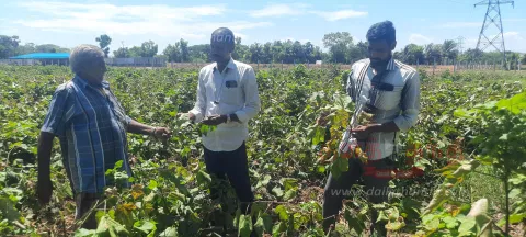 சப்பாத்தி பூச்சி தாக்கப்பட்ட பருத்தி செடிகளை வேளாண் அதிகாரிகள் ஆய்வு