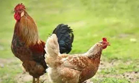 நாட்டுக்கோழி வளர்ப்பு பண்ணை அமைக்க விண்ணப்பிக்கலாம்