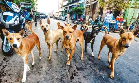 வாழ்விடம் - உணவு இன்றி சுற்றித்திரியும் தெருநாய்கள்