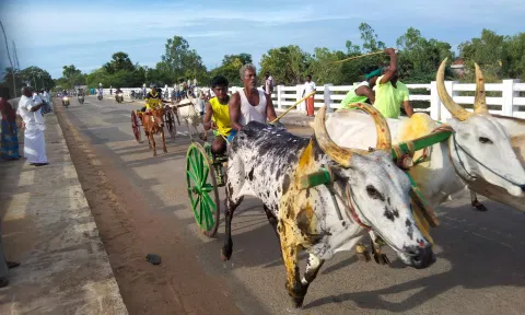 மாட்டு வண்டி எல்கை பந்தயம்