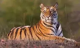 சந்திராப்பூரில் புலி தாக்கி விவசாயி, பெண் பலி; இந்த ஆண்டில் இதுவரை 12 பேர் உயிரிழப்பு