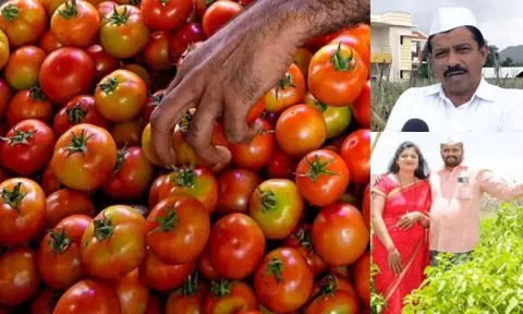 உச்சத்தில் தக்காளி விலை - ஒரே மாதத்தில் கோடீஸ்வரரான விவசாயி...!