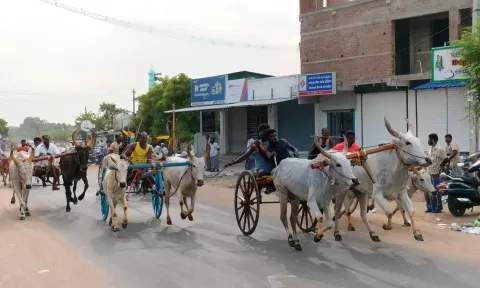 மாட்டு வண்டி எல்கை பந்தயம்