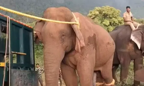 பொள்ளாச்சி அருகே மக்கள், விவசாயிகளை அச்சுறுத்தி வந்த மக்னா யானை பிடிபட்டது