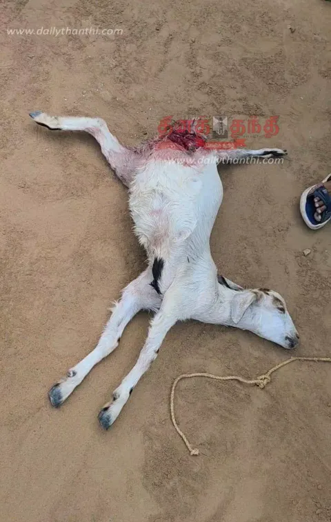 நாய்கள் கடித்து ஆடுகள் சாவு