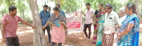 பெருந்துறை வட்டாரத்தில், வண்டுகளால் பாதித்ததென்னந்தோப்புகளில் வேளாண் அதிகாரிகள் ஆய்வு