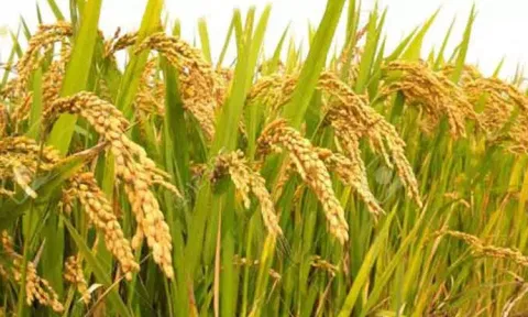இதுவரை 78 ஆயிரத்து 486 எக்டேரில் குறுவை நெல் சாகுபடி