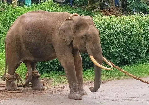 பொதுமக்களை அச்சுறுத்தி வந்த காட்டுயானை பிடிபட்டது