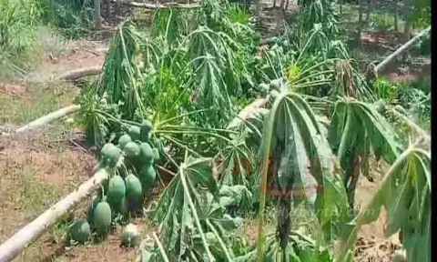சிவகங்கை பகுதியில் சூறைக்காற்று- 100 ஏக்கர் பப்பாளி மரங்கள் சாய்ந்தன