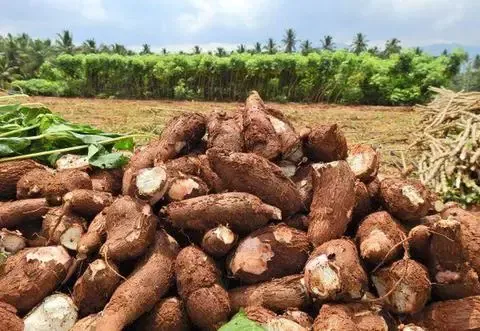 மரவள்ளி கிழங்கு விலை 'திடீர்' உயர்வு