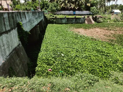 கிளைதாங்கி ஆற்றுப்பாலத்தின் கீழ் தேங்கியுள்ள ஆகாயத்தாமரை அகற்றப்படுமா?