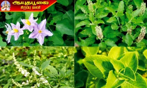 மூலிகை தாவர வளர்ப்பில் வளமான வாய்ப்பு
