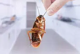 உணவுப்பொருளில் கரப்பான் பூச்சி