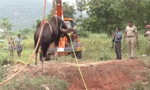 கிணற்றில் தவறி விழுந்து உயிருக்கு போராடிய காட்டெருமை: பத்திரமாக மீட்ட வனத்துறை