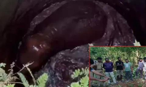 20 அடி ஆழ கிணற்றில் தவறி விழுந்த குட்டி யானை: மீட்புப் பணிகள் தீவிரம்