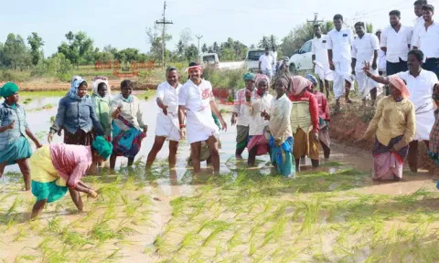வயலில் நாற்று நட்டு வாக்கு சேகரிப்பில் ஈடுபட்ட அ.தி.மு.க. வேட்பாளர்