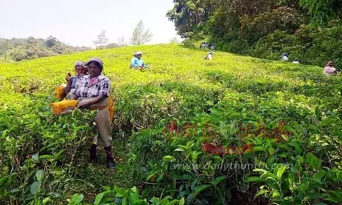 மாஞ்சோலை தேயிலை தோட்ட தொழிலாளர்களுக்கு நோட்டீஸ்