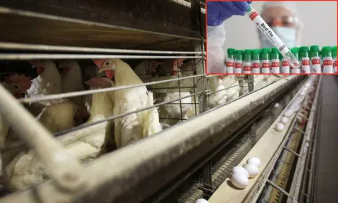H9N2 Bird Flu Case in India