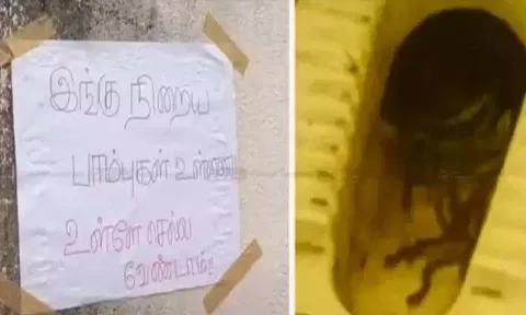 கல்லூரியின் கழிவறையில் பாம்புகள்: மாணவிகள் அலறியடித்து ஓட்டம்